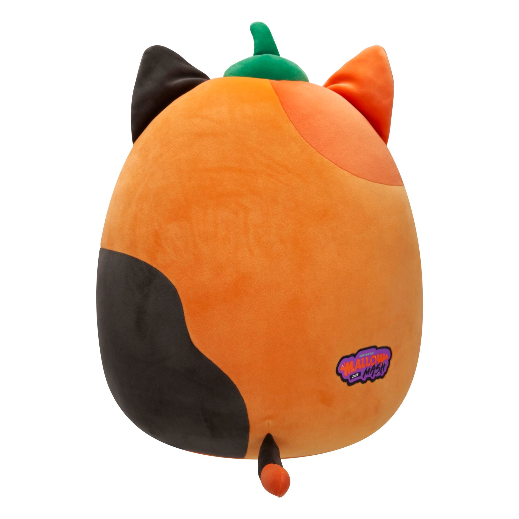 Pumpkin Cam - Image 5